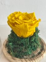 ⁦‏الوردة الدائمة⁩ - الصورة ⁦2⁩