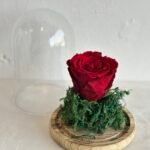 ⁦‏الوردة الدائمة⁩ - الصورة ⁦4⁩